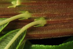 Salix udensis. Leaves originating from 'ribs' on flattened stem surface.
 Image: D. Glenny © Landcare Research 2020 CC BY 4.0